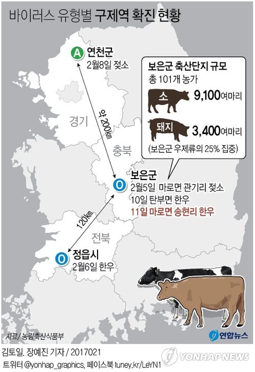 반경 1.5㎞서 구제역 3건 연쇄발생…"다 퍼졌나" 공포 확산(종합) - 1