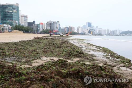 Yeongildae Beach in Pohang, North Gyeongsang Province, is covered with trash and seaweed debris on Sept. 9, 2020, after the east coast city was hit by two powerful typhoons over the past week. (Yonhap)