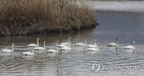 This Jan. 5, 2022, file photo, unrelated to this article, shows a flock of whooper swans swimming at a pond in the southeastern port city of Busan. 