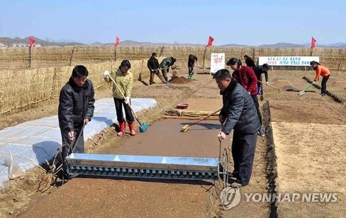 北朝鮮の共同農場での苗植えの様子（北朝鮮サイト「朝鮮の今日」より）＝（聯合ニュース）