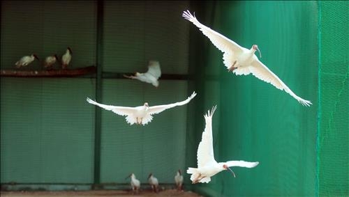 천연기념물 따오기 복원 100마리 눈앞..."훨훨 날고 싶어요" - 2