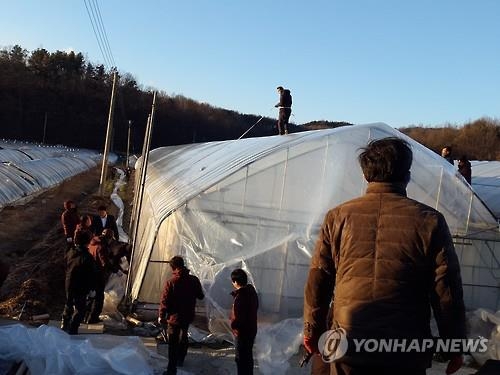 한파에 비닐하우스 '와르르'…농작물 동사 - 2