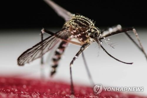 WHO, 지카바이러스 국제비상사태 선포…전세계 '초비상'(종합3보) - 5