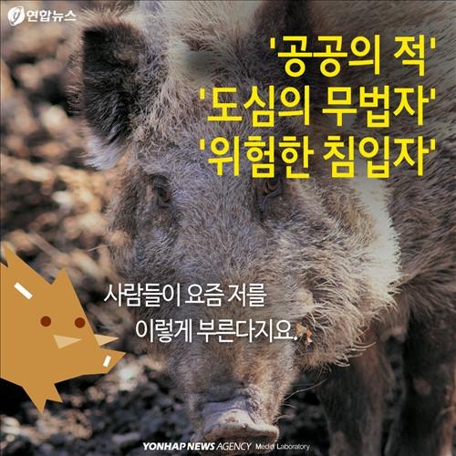 <카드뉴스> '위험한 침입자' 멧돼지가 몰려온다 - 3