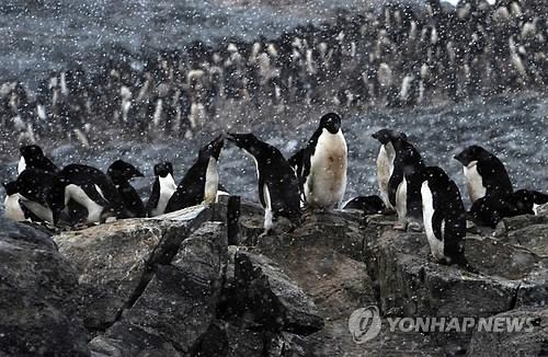 남극 펭귄 15만마리 떼죽음…"빙산이 바다로 가는 길 막아" - 2