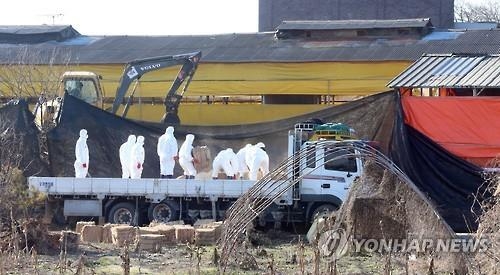 '새만금 오염원' 김제 용지축산단지 '숲' 조성 - 2