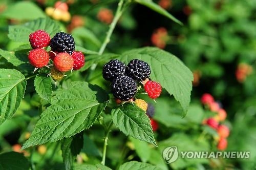"명성 더 높인다"…'고창 복분자 특구' 2017년까지 2년 연장 - 2