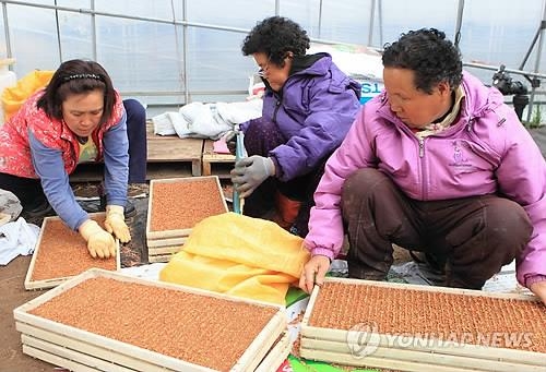 "우량볍씨입니다"…정읍시 내달 '정부 보급종' 공급 - 2