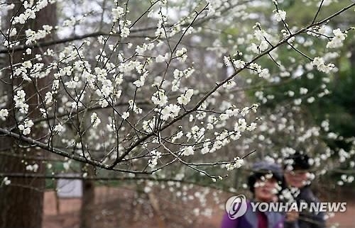 <주말 N 여행> 제주권: "'90년생 능수백·홍매화 장관' 매화축제 가볼까" - 2