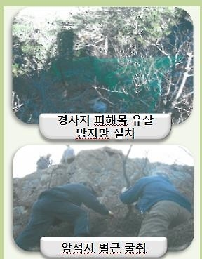 "재선충병 방제도 '선택과 집중' 할 때...수종갱신도 함께 해야" - 3