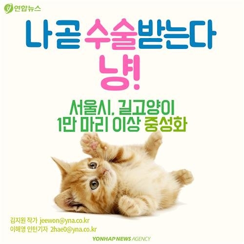 <카드뉴스> "나 수술받는다, 냥!"…길고양이의 서울살이 애환 - 2