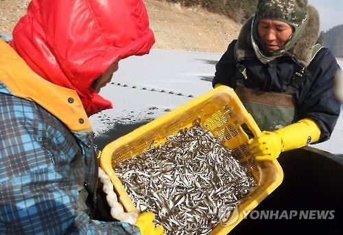 민물고기 최대산지 충북, '호수요정' 빙어 인공증식 '박차' - 2