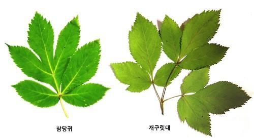 "봄철 산나물 조심하세요"…전국 곳곳서 독초 중독사고 - 3