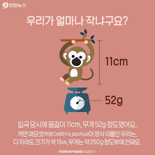 <카드뉴스> 밀매직전 구출된 아기 원숭이 이야기 - 4