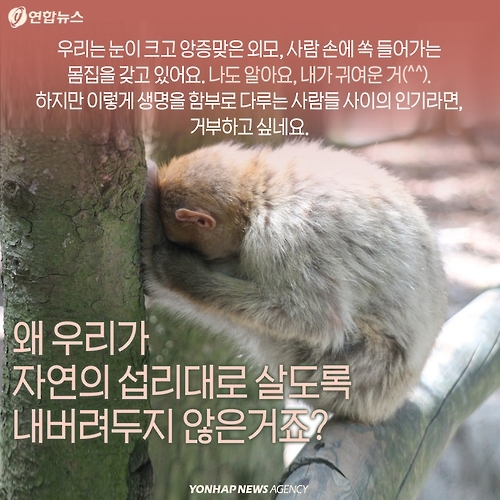 <카드뉴스> 밀매직전 구출된 아기 원숭이 이야기 - 12