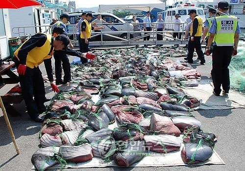 "밍크고래 소비량 年 240마리…이중 160마리는 불법 유통"(종합) - 2