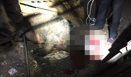 '멧돼지의 습격'…거의 날마다 주택가 출몰 주민 위협 - 3