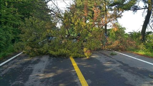 한라산국립공원 소나무도 재선충병 감염…방제 비상 - 2