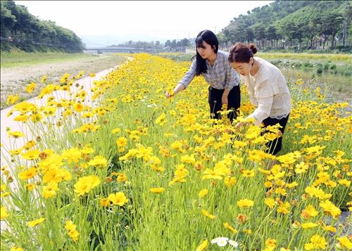 <카메라뉴스> 괴산 동진천변 금계국 만개 - 2