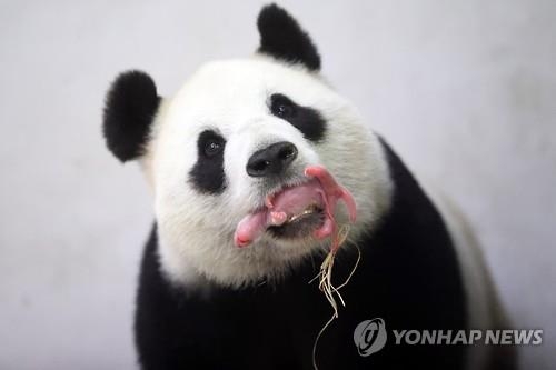 중국이 선물한 판다 새끼 낳아…벨기에 경사 - 2