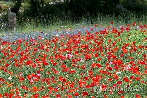 <연휴 N 여행> 강원권: "커피향기에 취해볼까"…꽃축제 '만발' - 3