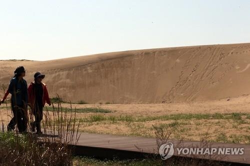 신두리 해안사구, 바람과 모래가 빚어낸 예술 작품 - 2