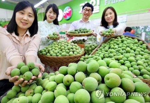 매실주 담글 땐…상처 없는 신선한 녀석들로 고르세요 - 2