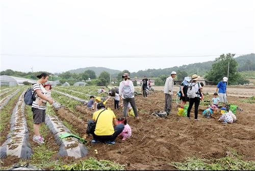 '감자 캐고 매실 따고'…서산·당진서 농산물 축제 - 2