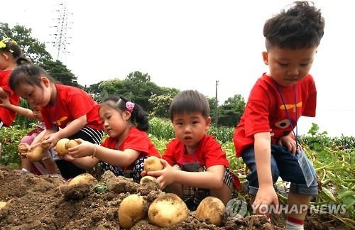 <카메라뉴스> 고사리 농군들의 감자캐기 체험 - 2