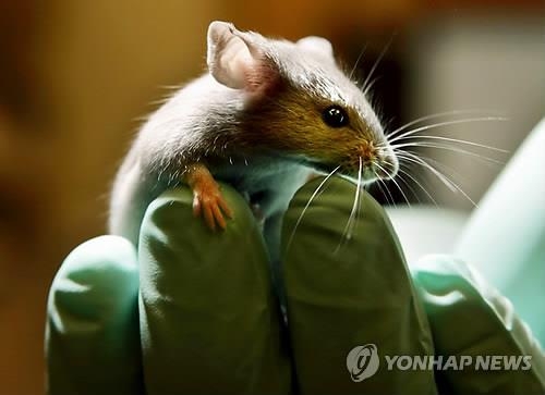 뇌신경망 형성·유지 메커니즘 발견 - 2