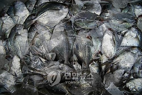 '金병어·銀밴댕이'…안 잡히는 제철 생선 값 껑충 - 2