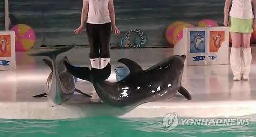 불법포획 사라진 제주 남방큰돌고래 개체수 회복세 - 3
