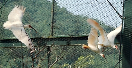 힘차게 비상하는 따오기