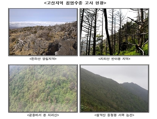 멸종위기 '한국 침엽수' 장기적 보전·복원 추진 - 1