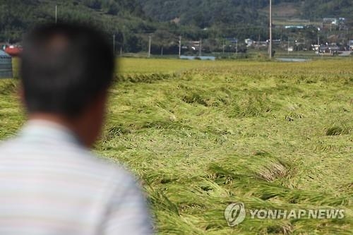 수확을 앞둔 벼가 쓰러진 순천시 낙안면 들녘.