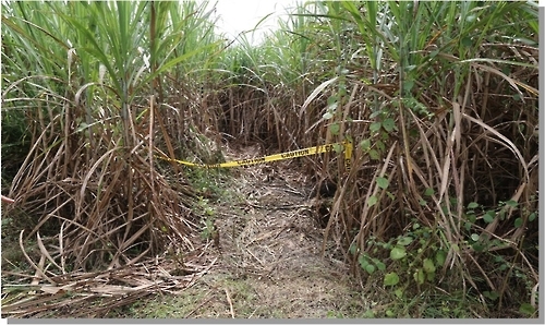 한인 3명 시신이 발견된 필리핀 바콜로의 사탕수수밭(경찰청 제공=연합뉴스)