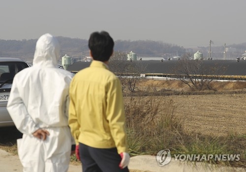 음성 오리농장 3곳서 또 AI 양성 반응…23만5천마리 살처분 - 1
