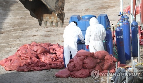 고양이→사람으로 AI 감염 가능성 없나 - 1