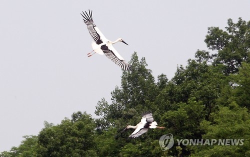 예산황새공원에서 방사한 황새 [연합뉴스 자료사진]
