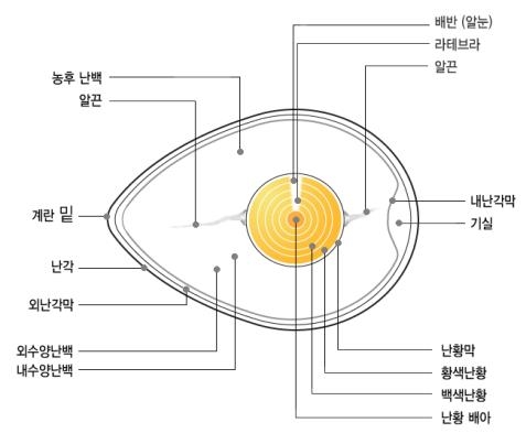 '노른자 2개 든 계란은 돌연변이?'…계란 15문15답 - 1