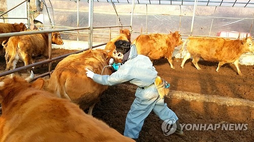 안전처, 구제역 의심축 신고에 긴급 영상회의 - 1