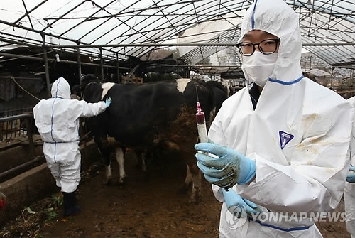 구제역 농장 항체형성률 고작 19%…백신접종·관리 부실했나 - 3