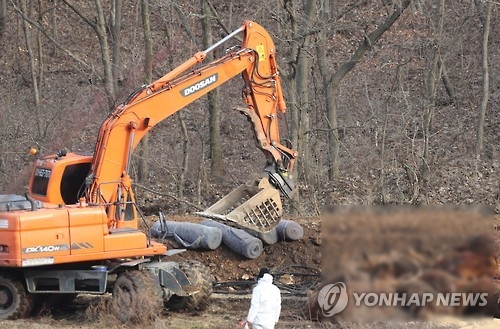 항체 형성률 낮은 보은지역 소 183마리 예방적 살처분 - 1