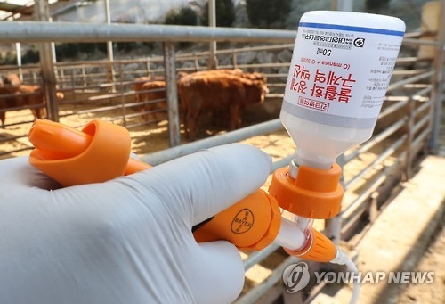 구제역 백신 접종