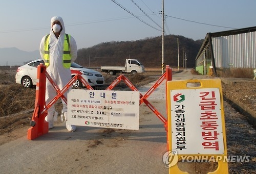 물백신? 항체조사 부실?…구제역 확산 속 백신 불신 '팽배'(종합) - 2