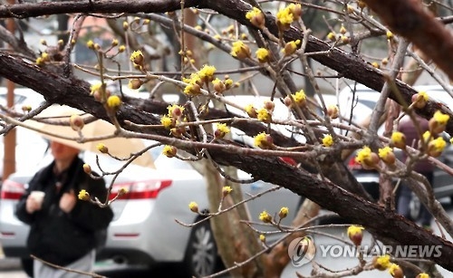포근한 부산 날씨 산수유 활짝