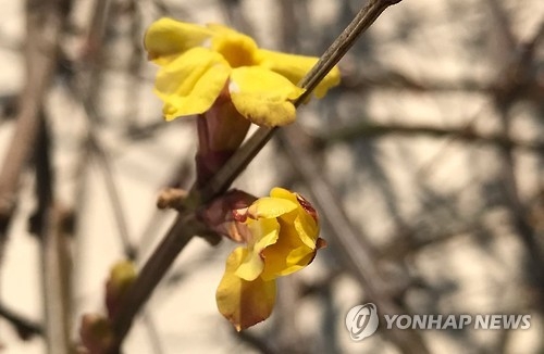 충북 낮 최고기온 9∼11도…미세먼지 농도 '보통' - 1