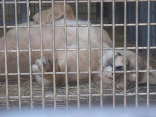 사육사 습격한 나가노현 고모로시동물원 사자