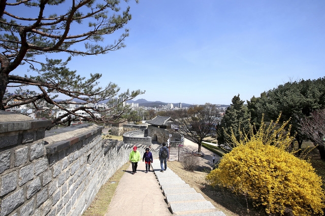 개나리꽃이 만발한 수원 화성 전경