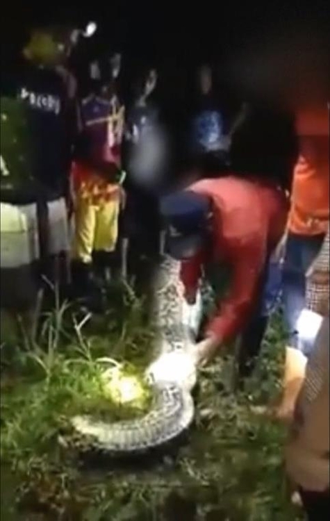 지난 27일 밤 인도네시아 서부 술라웨시주(州) 마무주 지역 살루비로 마을의 한 팜오일 농장에서 경찰과 주민들이 실종된 주민 아크바르(25)를 삼킨 비단구렁이의 배를 가르고 있다. [현지방송 영상 캡쳐]